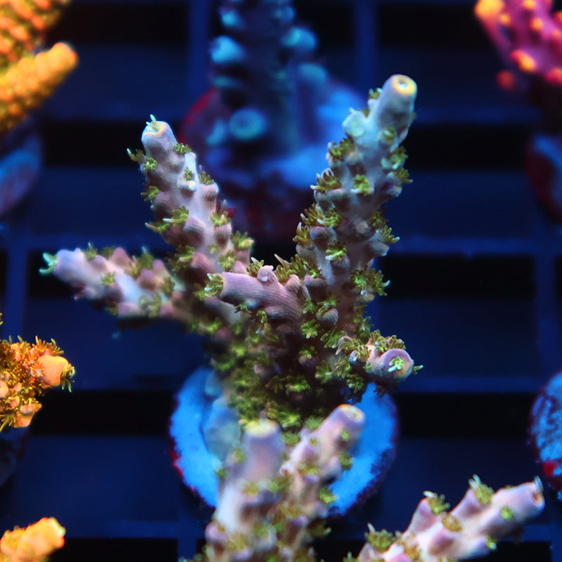 TCK Grafted Kaleidoscope