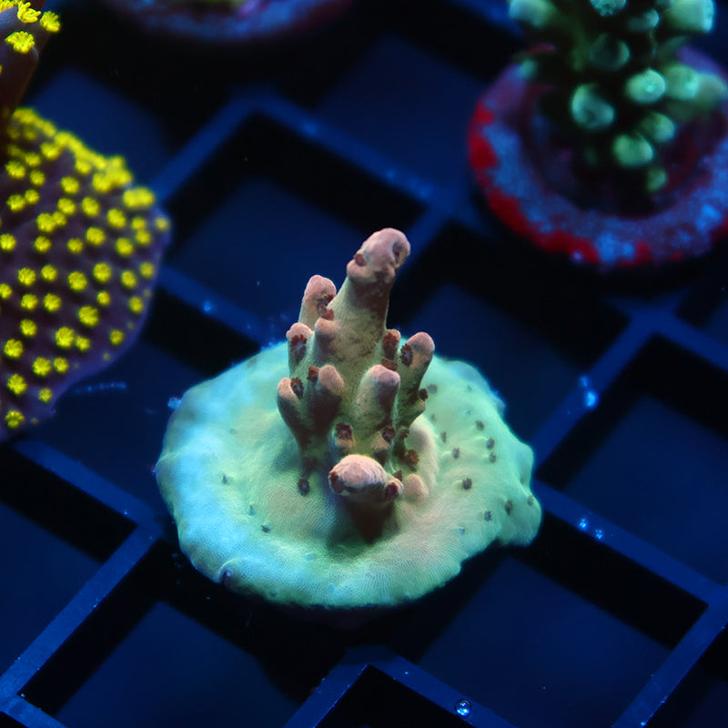 TCK Pink Polyp Shortcake
