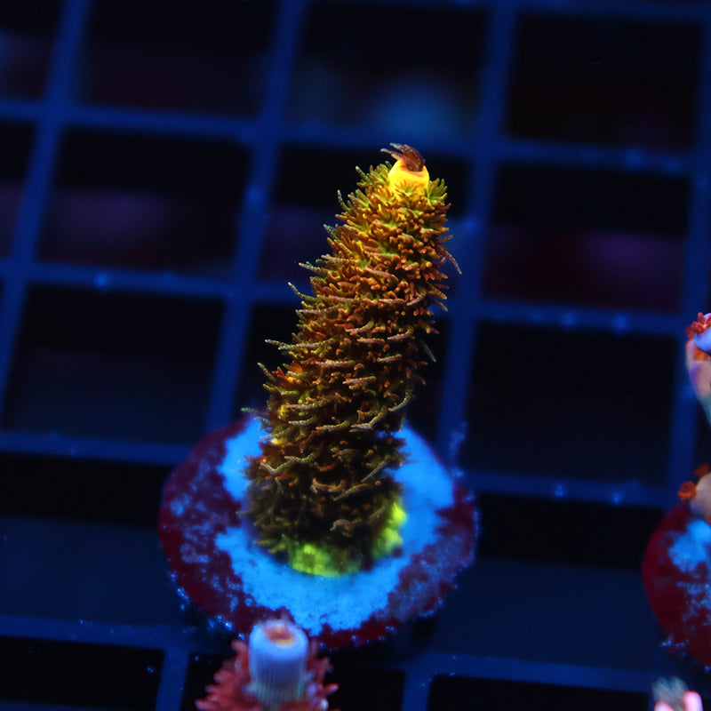 RRC Rainbow Splice Green