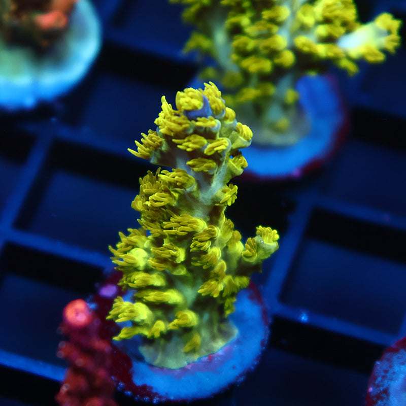 RRC Marvin the Martian
