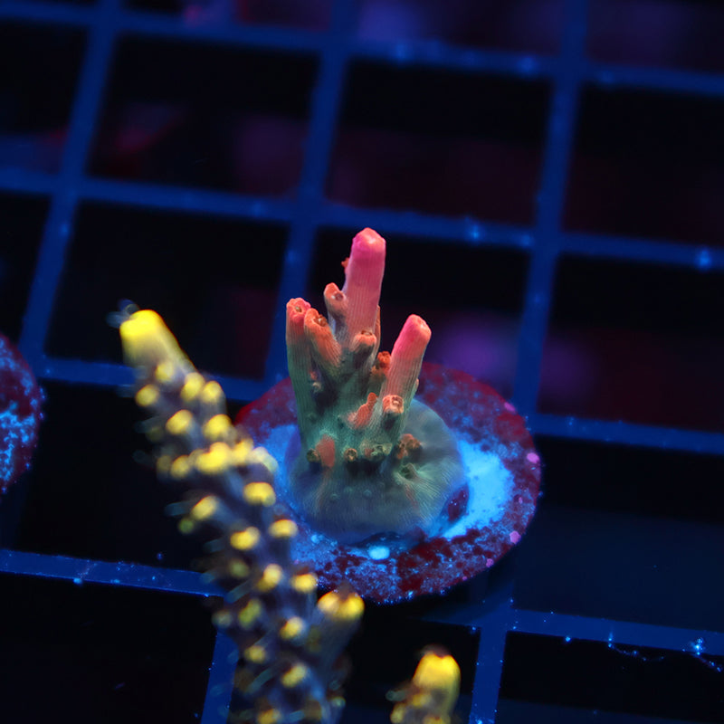 TCK Rainbow Fusion Stag