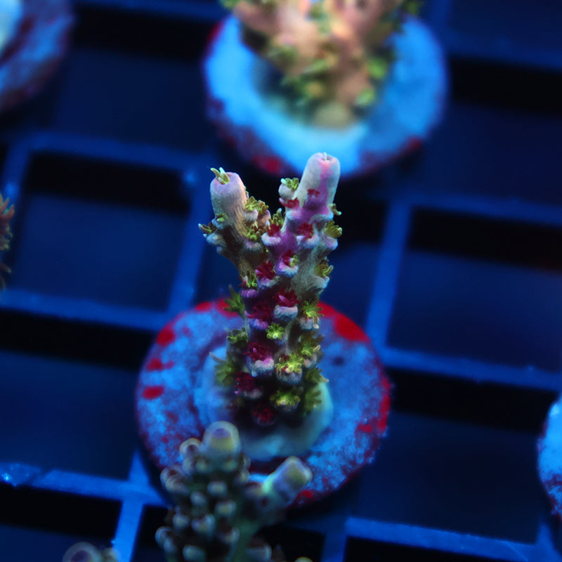 TCK Grafted Kaleidoscope