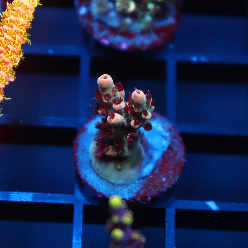 TCK Blastwave Acro
