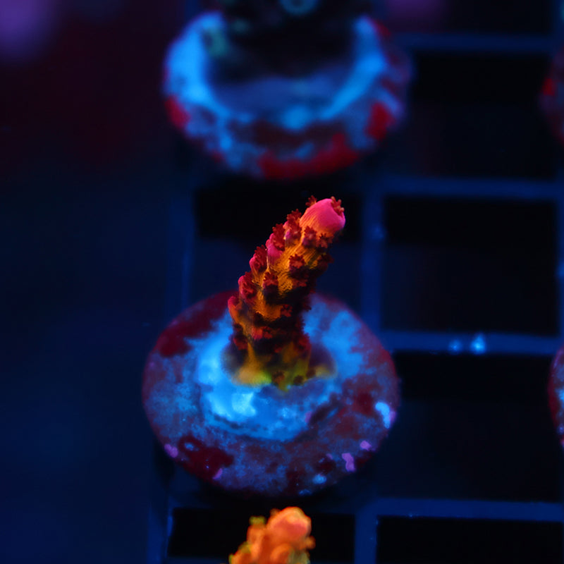 Tiny PC Rainbow