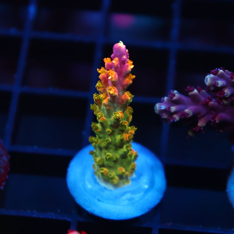 RR Rainbow Loom