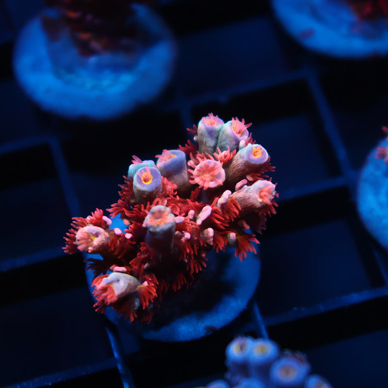 TCK Cherry Bombs