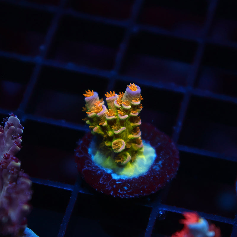 RRC Orange Passion