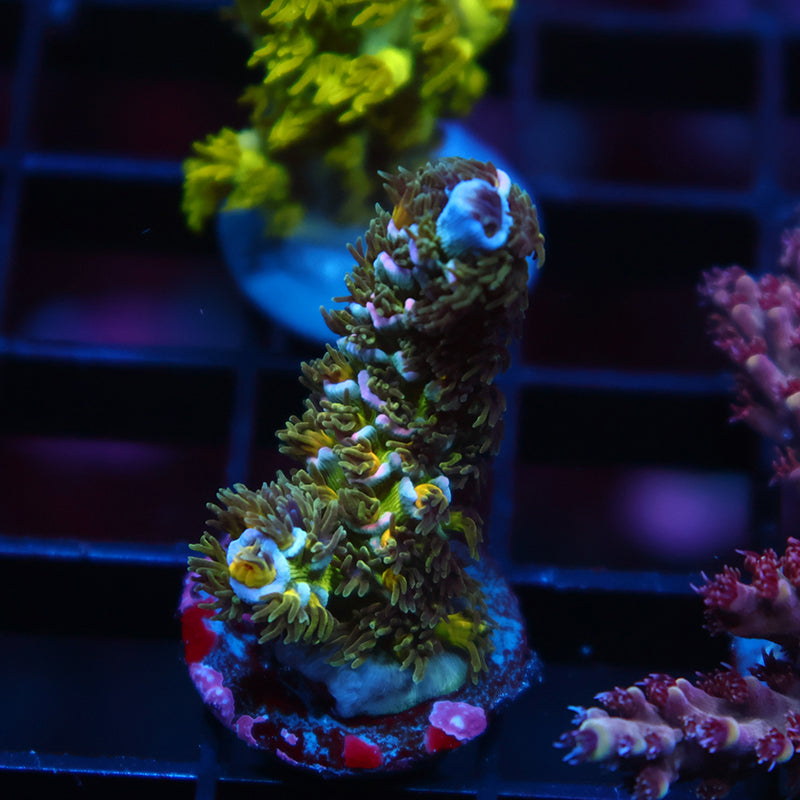 TCK Rocket Pops Malaysia Tenuis