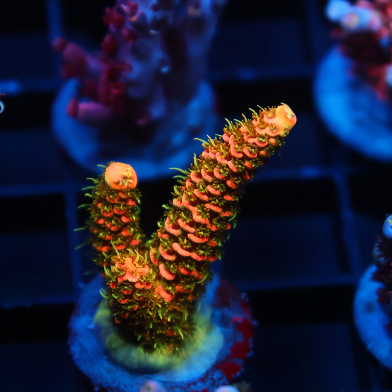 JF Solar Flare Milli