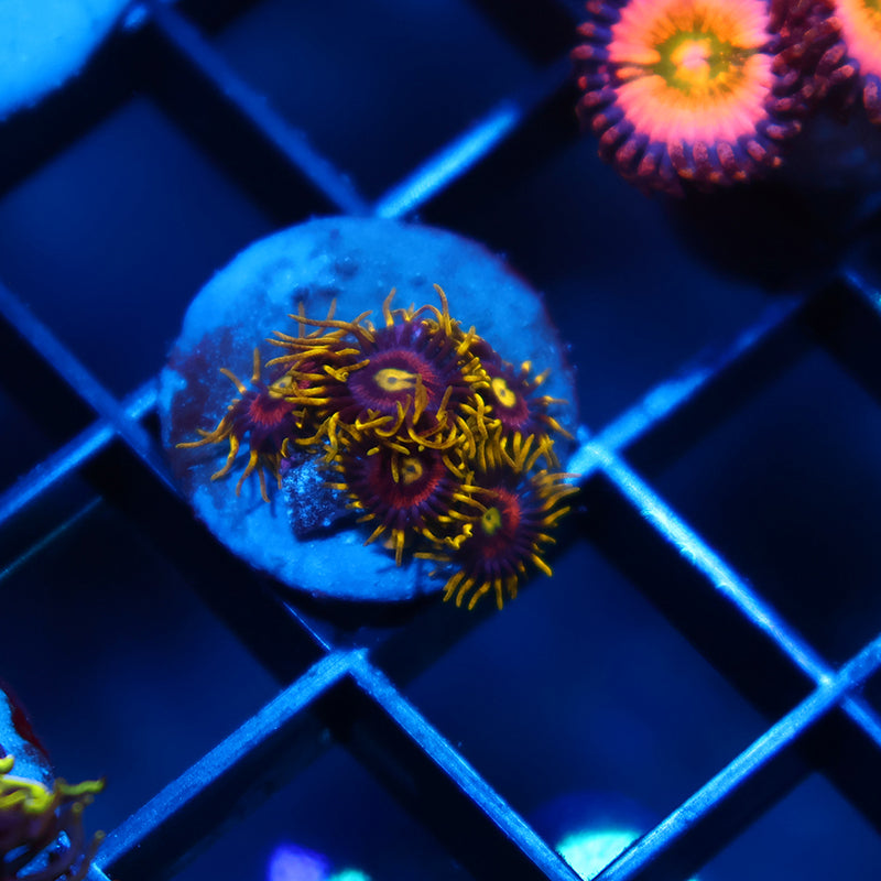Laser Lemons
