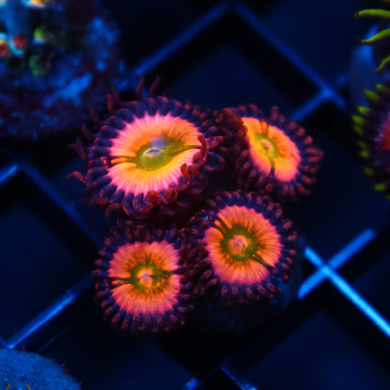 Rainbow Infusions