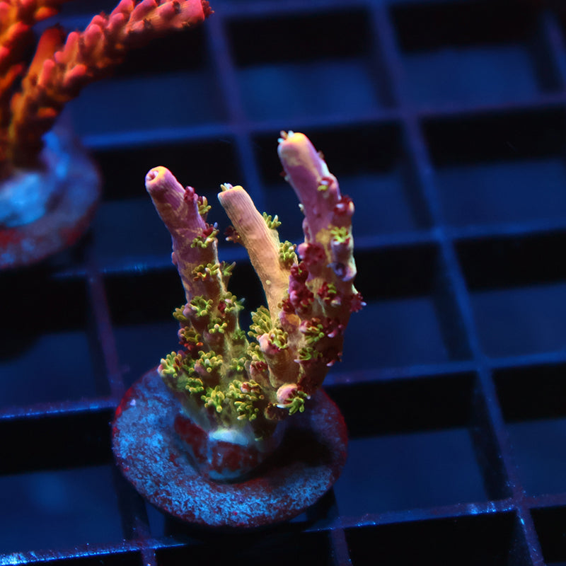 TCK Grafted Kaleidoscope
