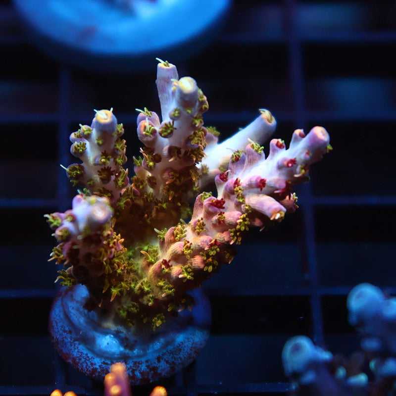 Lg TCK Grafted Kaleidoscope