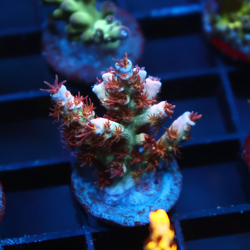 TCK Pink Fire Tenuis