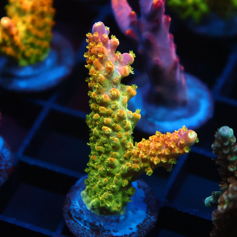 RR Rainbow Loom