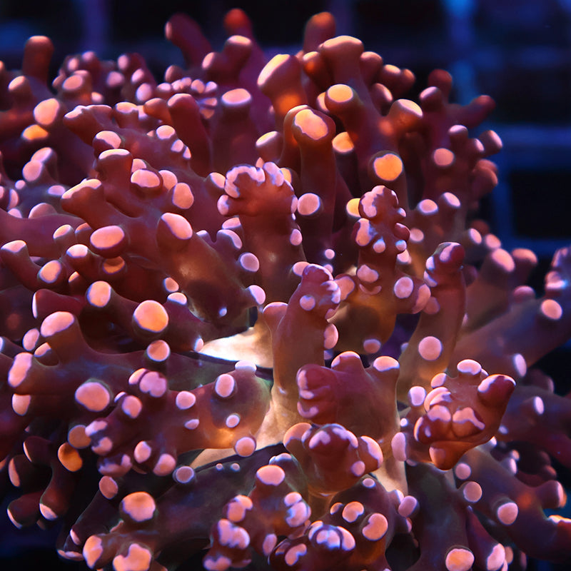TCK Branching Gold Frogspawn