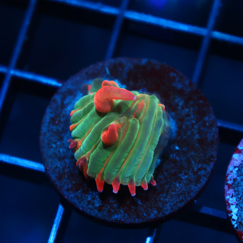 Crazy BSA Diaseris