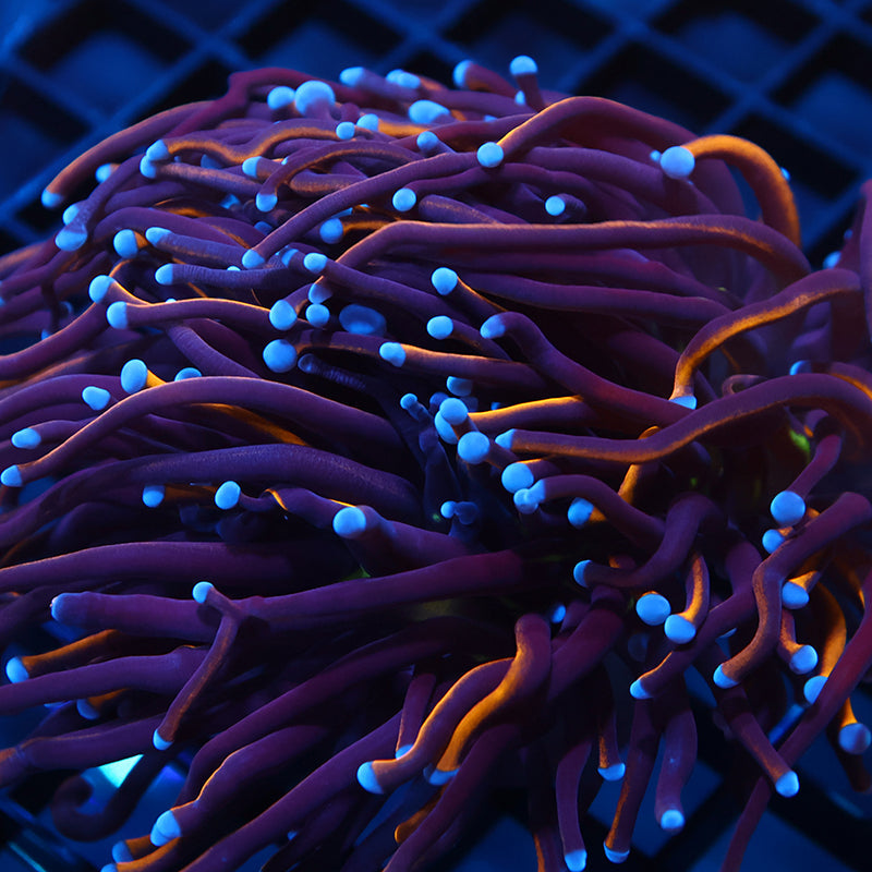 TCK Tank Spawned Knicks Torch