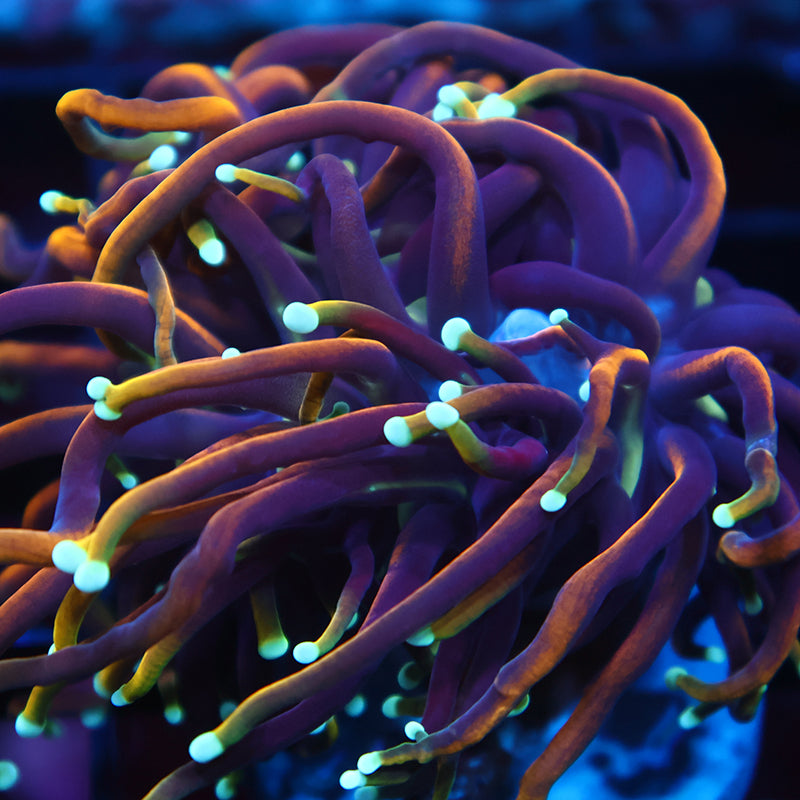 TCK Insane Hellfire Torch