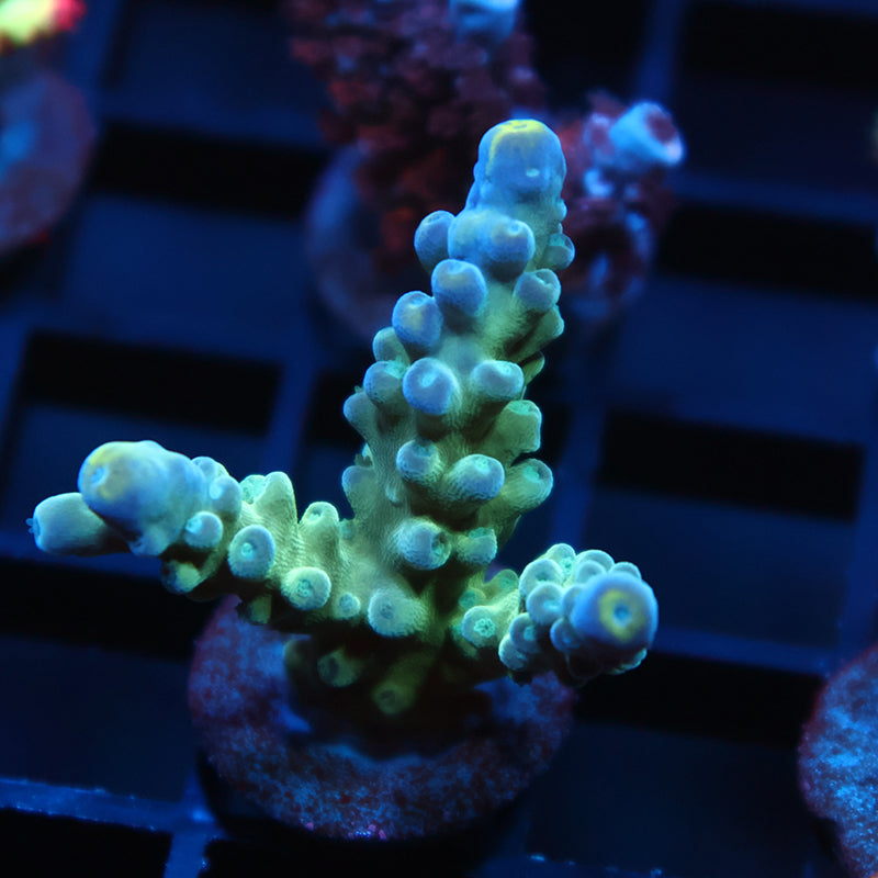 TCK Yellow Tips Austera