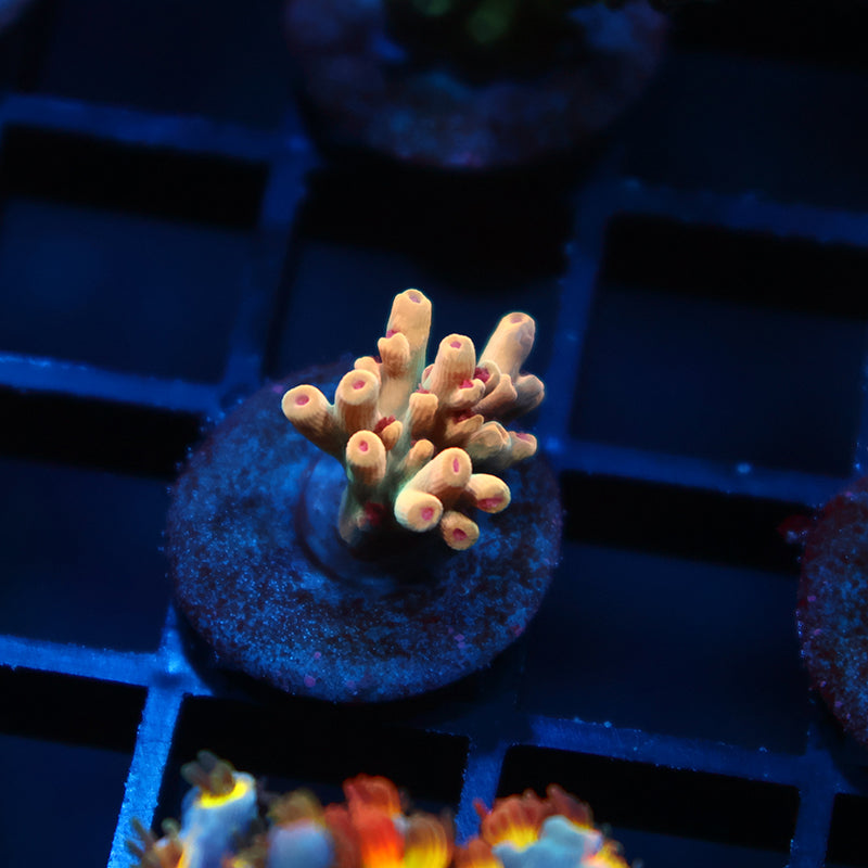 BK Chem Creme de la Creme