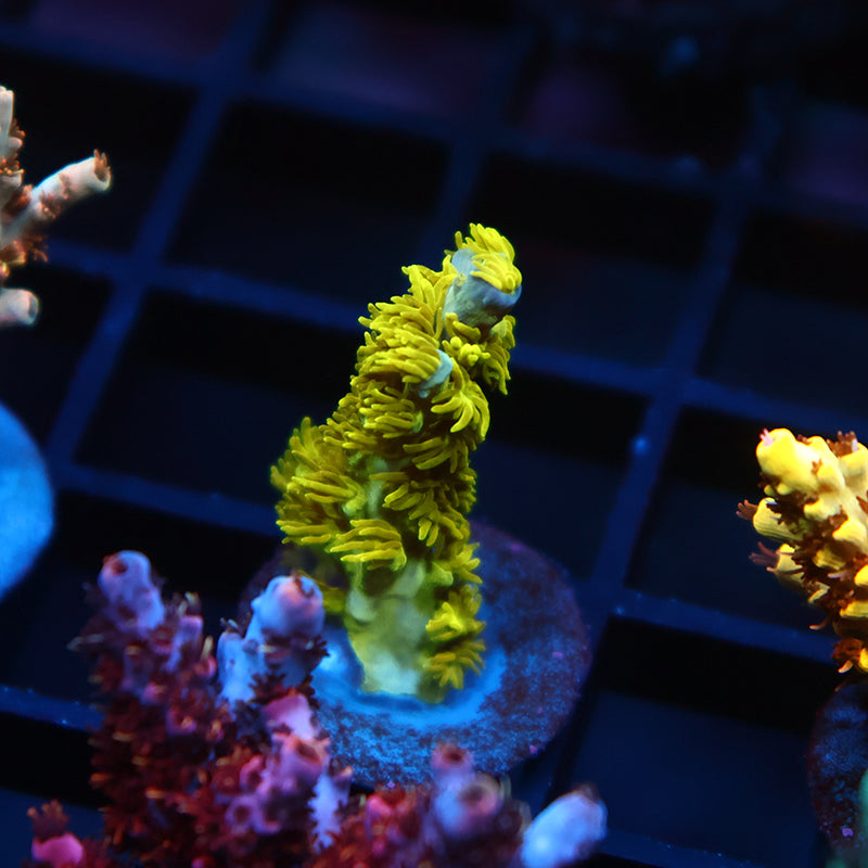 RRC Marvin The Martian