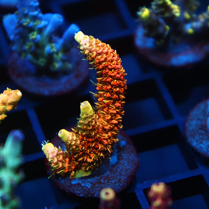 JF Solar Flare Milli