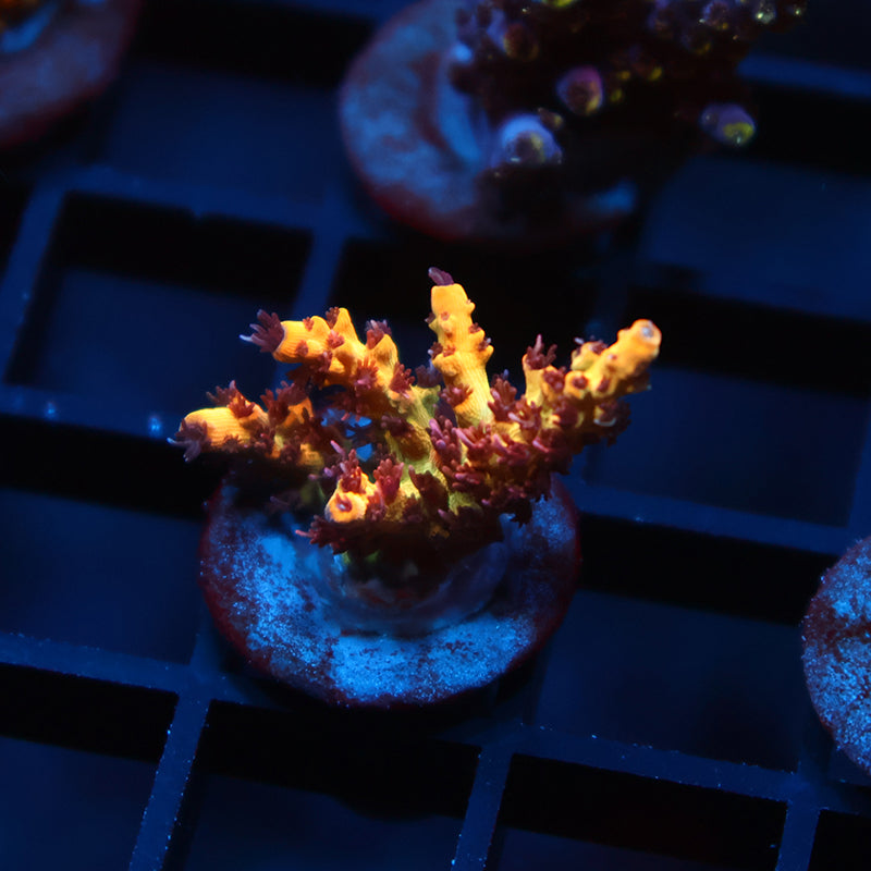 OG Tyree Pink Lemonade
