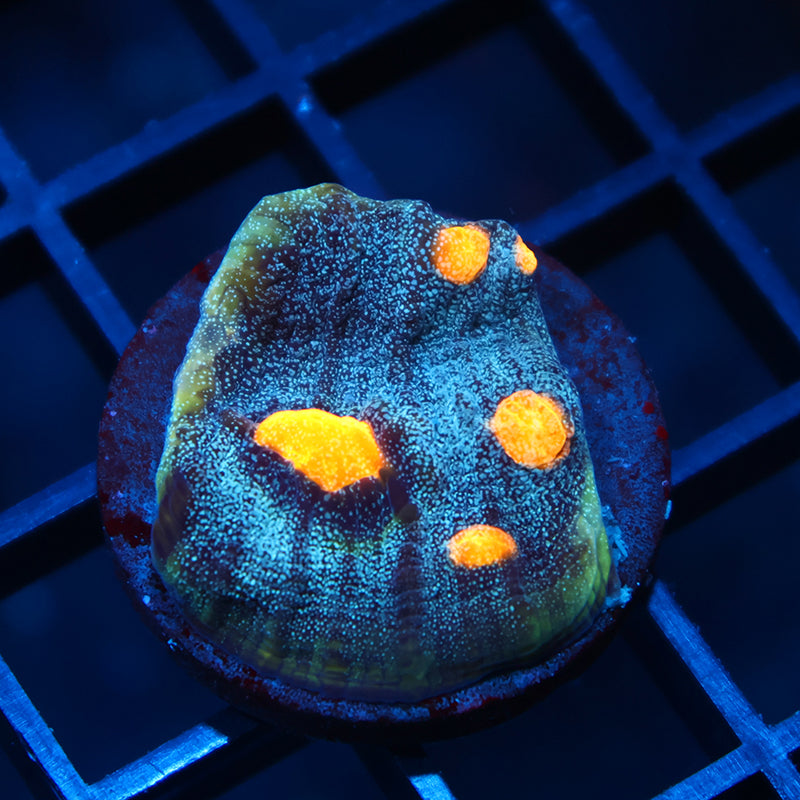 TCK Halloween Mycedium