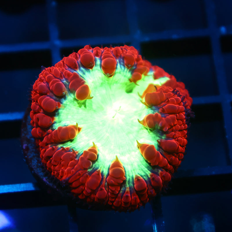 TCK Big Polyp Sour Apple Blastos