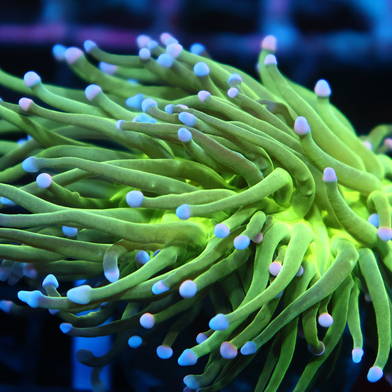TCK Bicolor Tips Green Torch