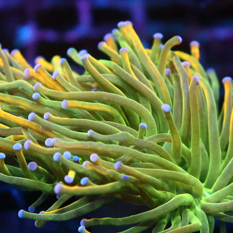 TCK OG ASD HG Torch