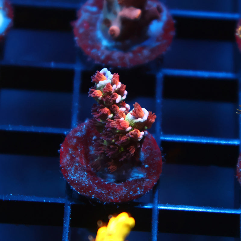TCK Firestarter Tenuis