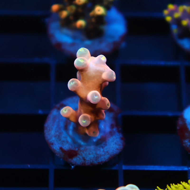 RRC Hellfire Echinata