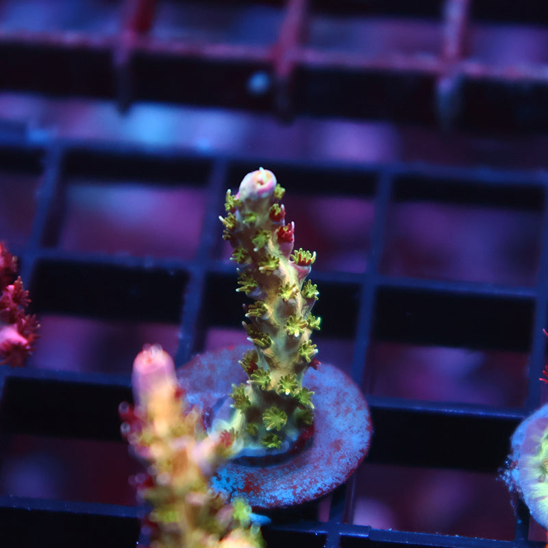 TCK Grafted Kaleidoscope