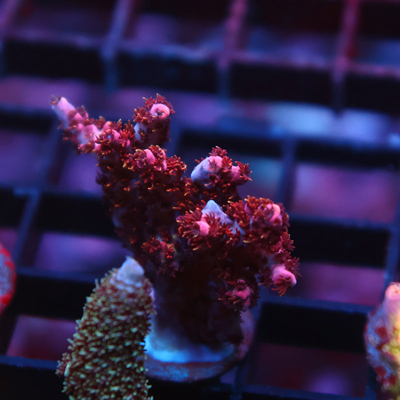 TCK Acroberry Table