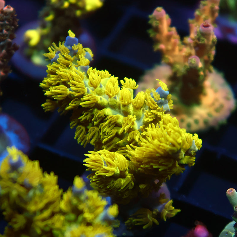 RRC Marvin the Martian