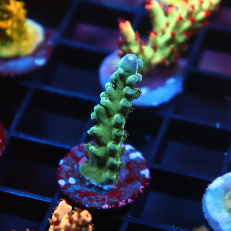 TCK Yellow Tips Austera