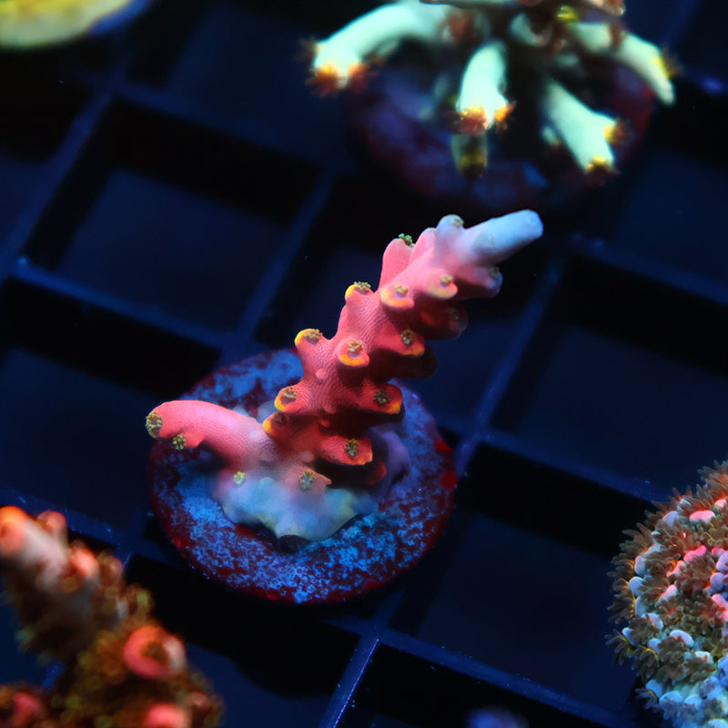 TCK Glowforge Acro