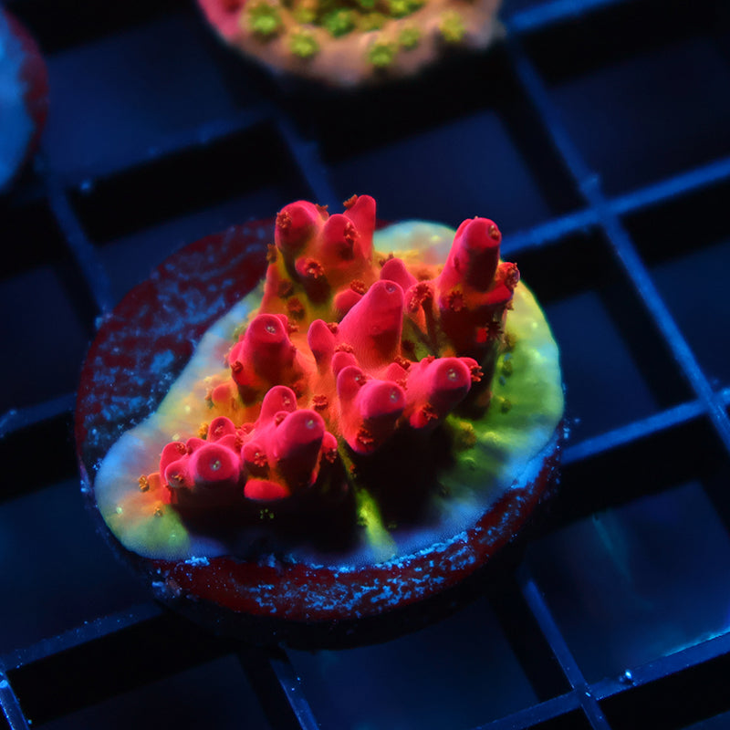 Lg TCK Fire Blossom