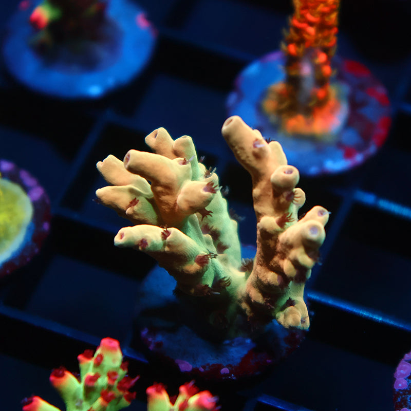 TCK Afterglow Malaysia Deepwater