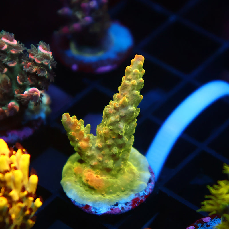 ARC Master Yoda