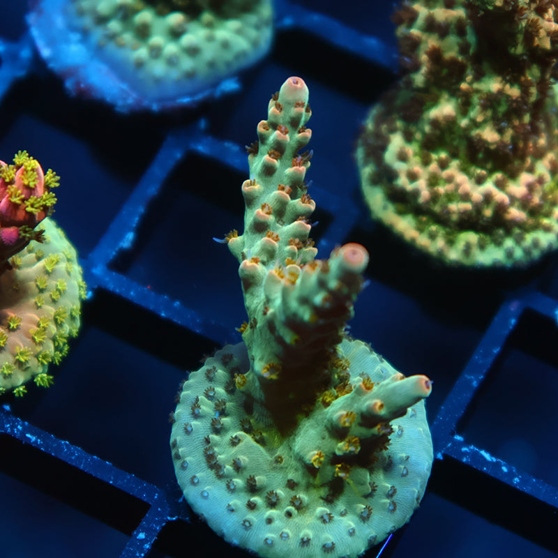 TCK Pink Polyp Shortcake