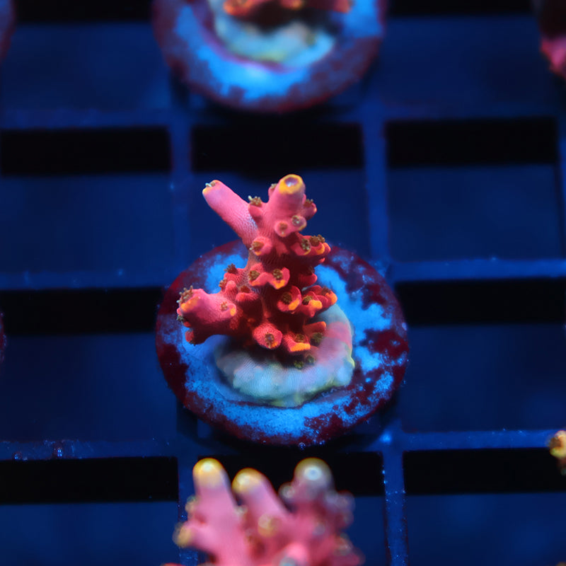 TCK Glowforge Acro