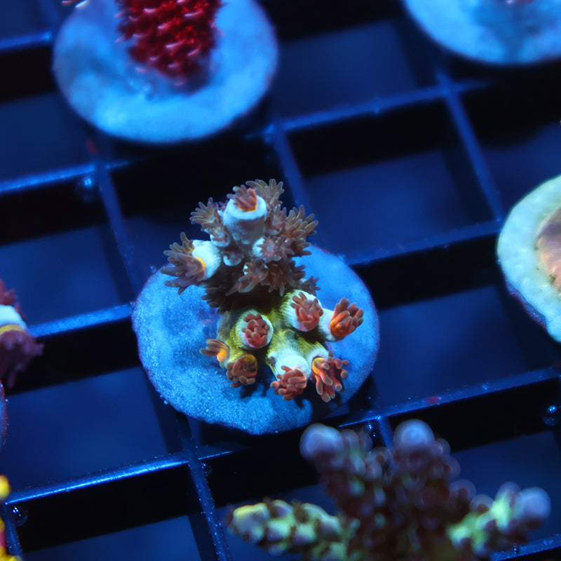 TCK Sweet Candy Tenuis