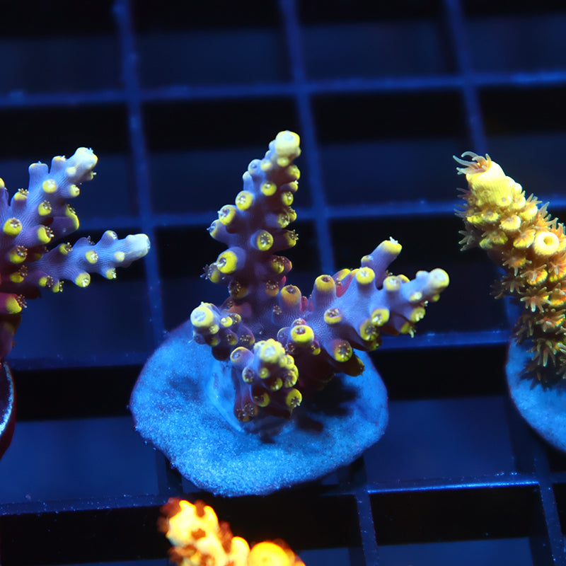 TCK New Dragon Acro