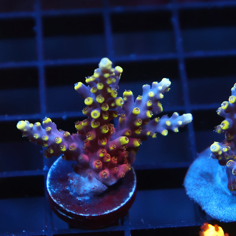 TCK New Dragon Acro