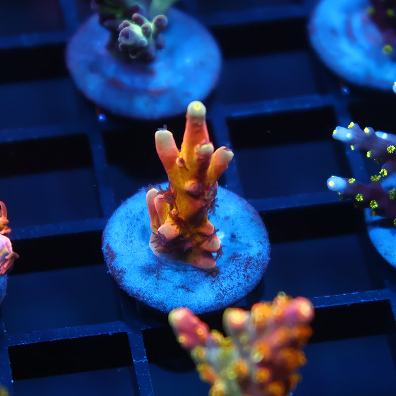 TCK Atomic Echinata
