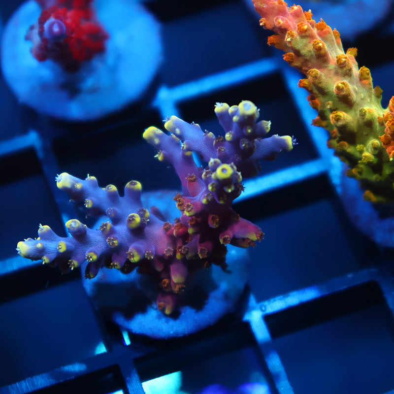 TCK New Dragon Acro
