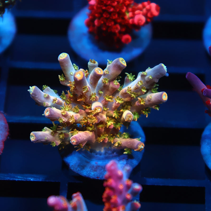 TCK Grafted Kaleidoscope